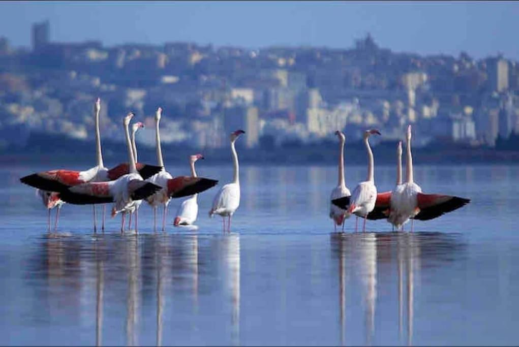 Poetto - 5 Min Form The - Free Park - Wi-fi - Self Check In - Netflix Apartment Quartu Sant'Elena